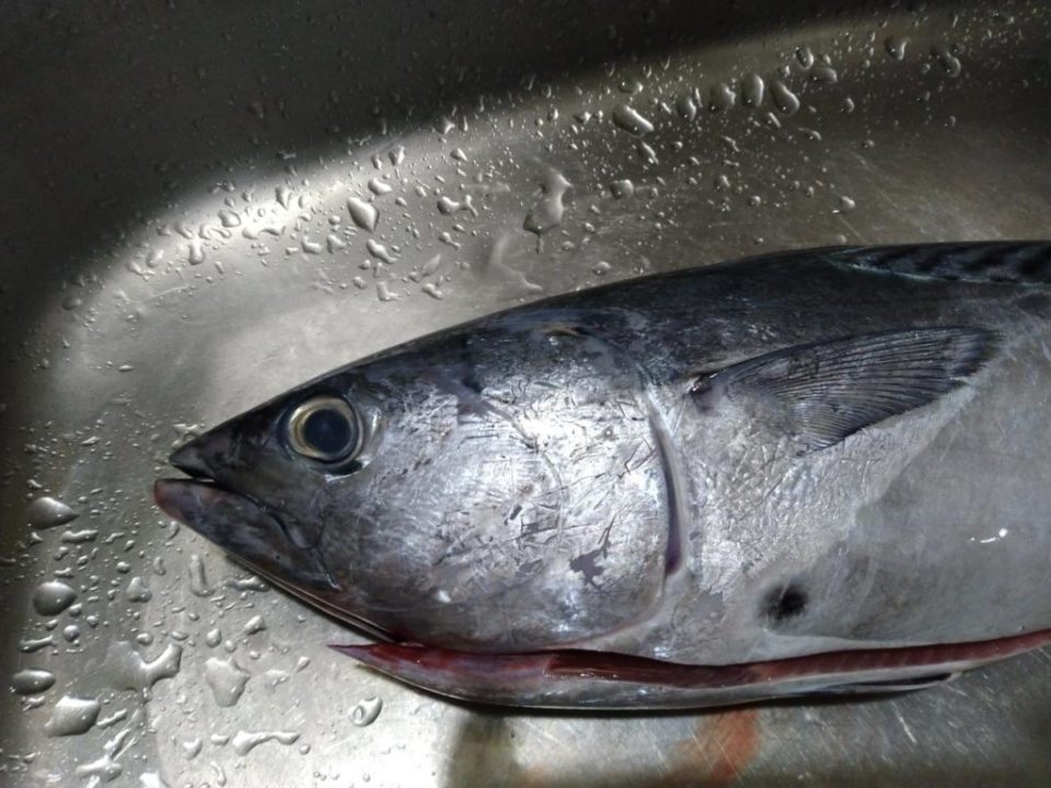 スマ（ヤイトガツオ）