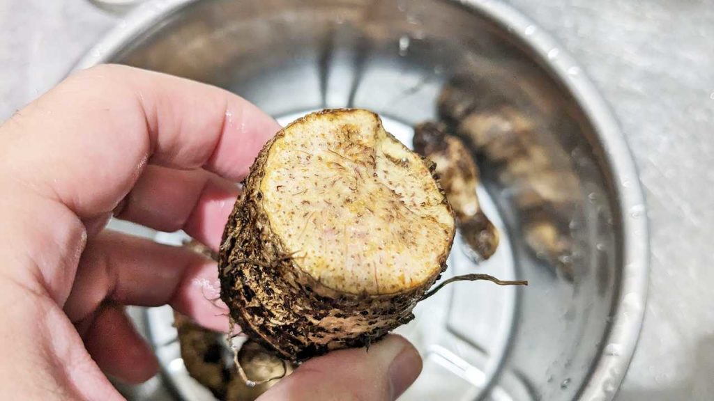 台湾のタロイモの断面