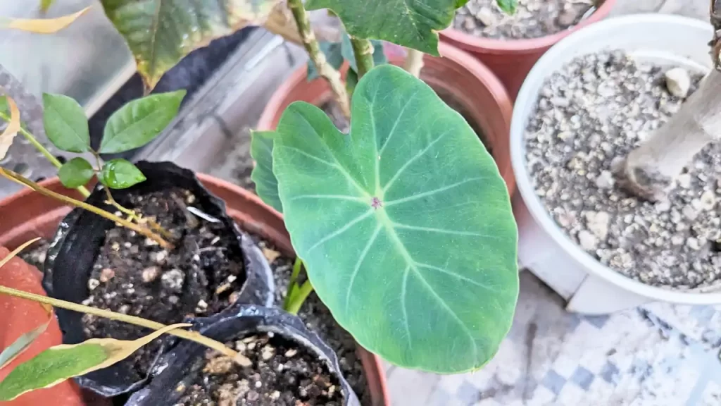 ベランダで発芽したタロイモ