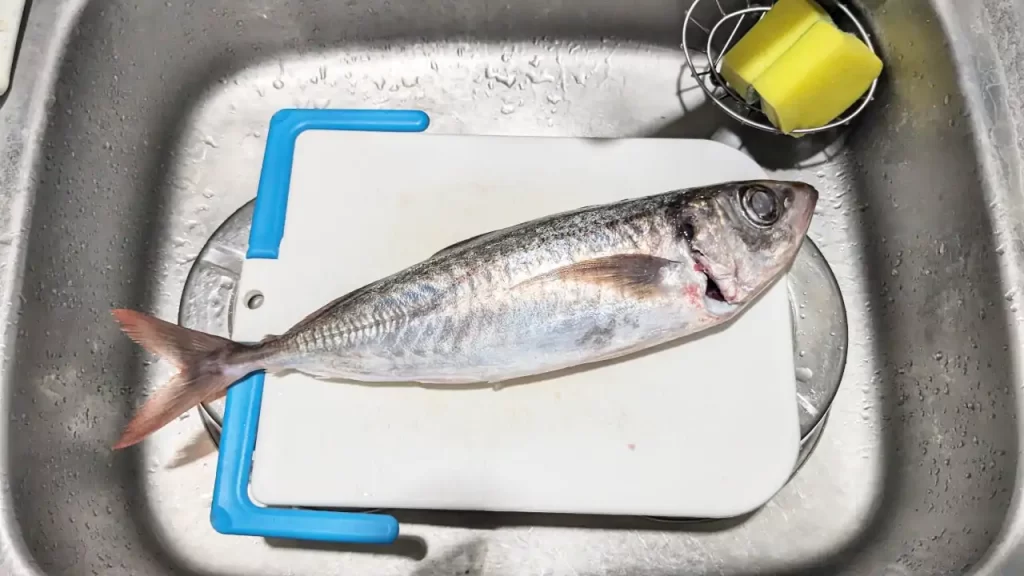 尾の赤いアジを買ってきた