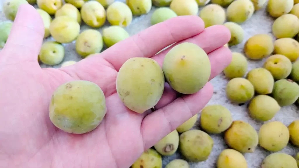 購入した半熟梅（2025年4月ごろ）