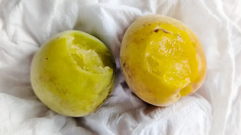 熟した梅と未熟な梅