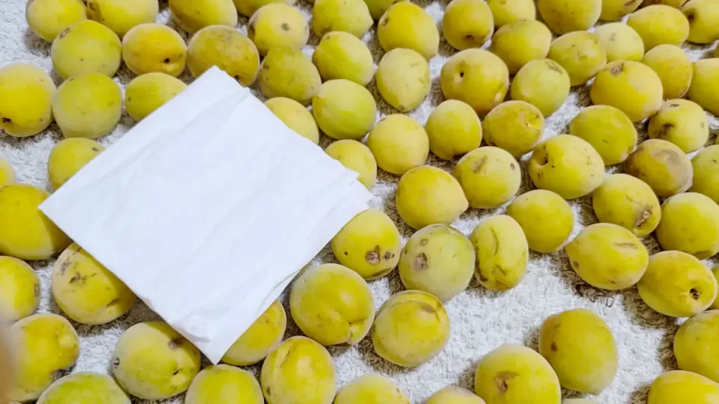 追熟させた梅の実（2025年4月ごろ）