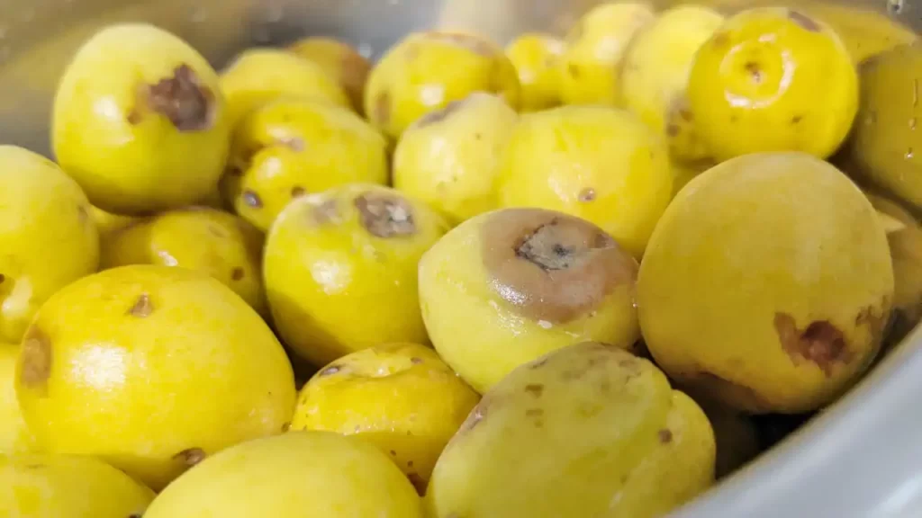 傷んでいた梅の実