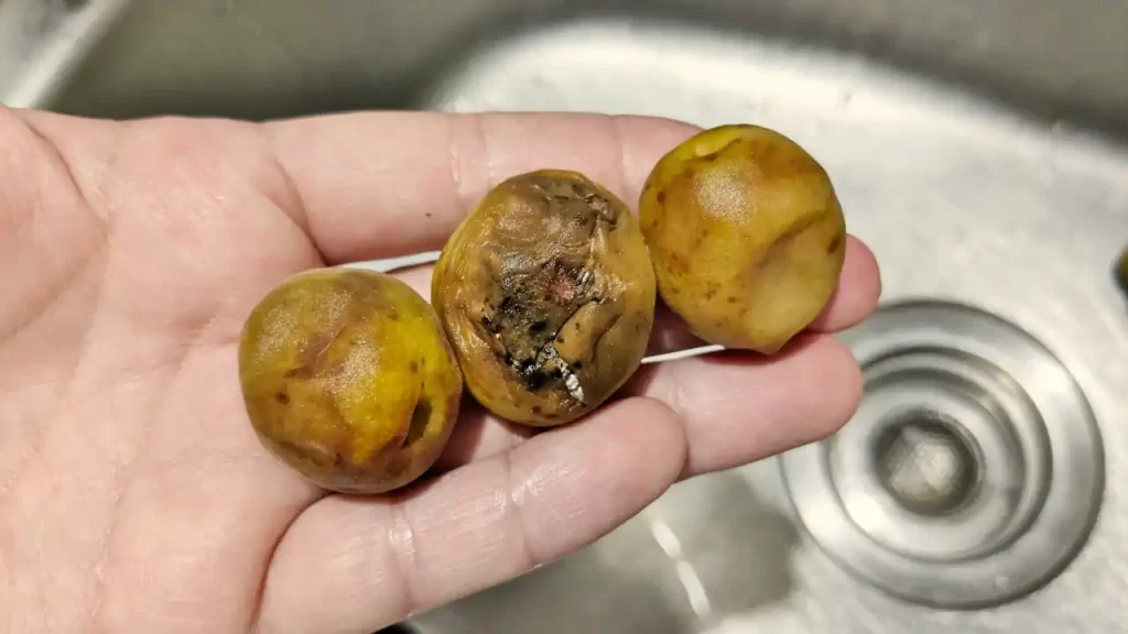 完全に傷んでしまっている梅