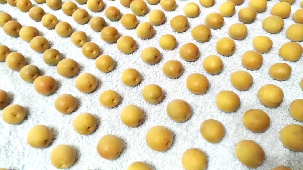 梅の渋味抜き作業「殺青」をやった後の梅