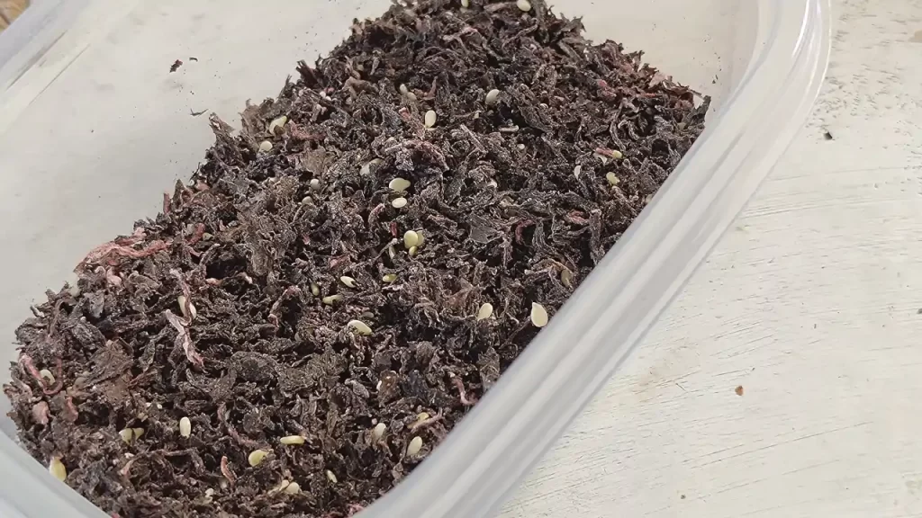 完成した赤紫蘇のふりかけ