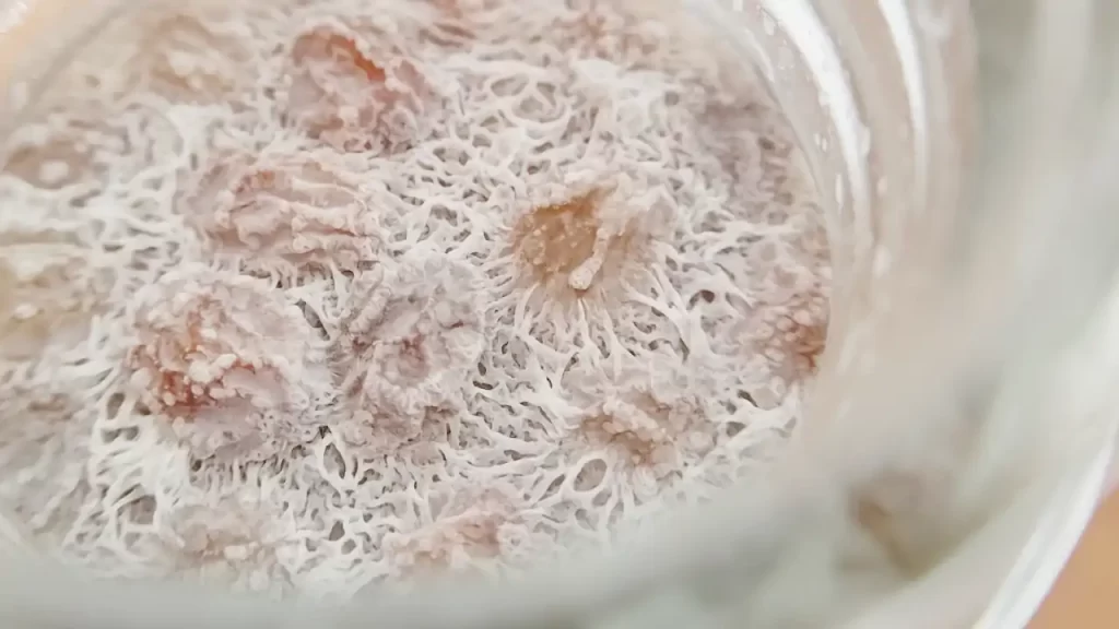 白い膜に覆われたレーズン酵母