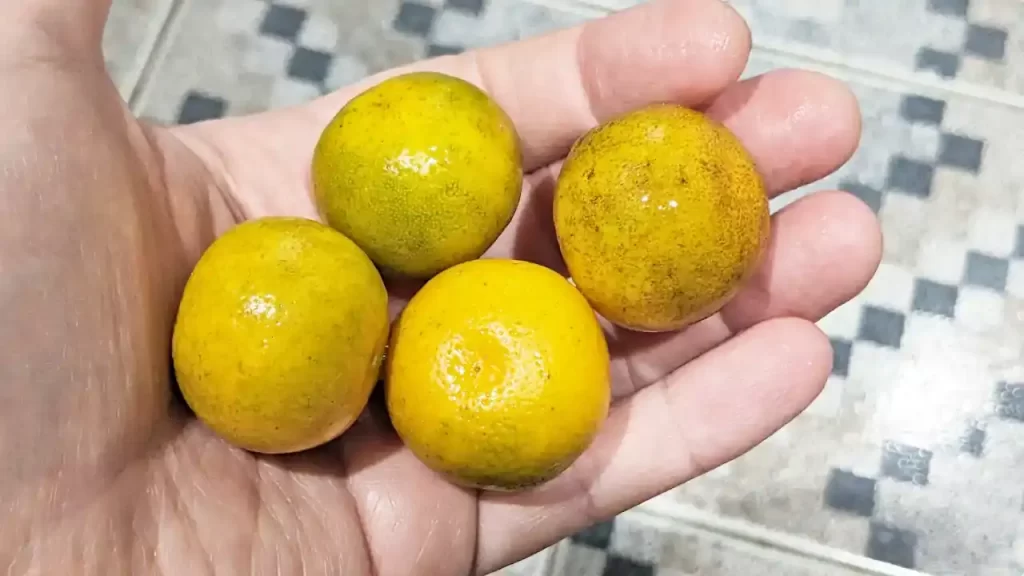 カラマンシーと思しき柑橘