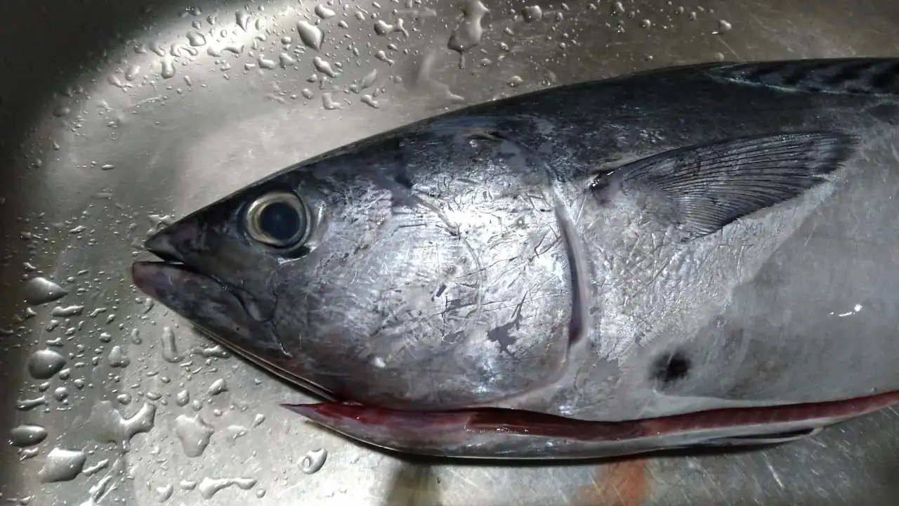 スマ（ヤイトガツオ）