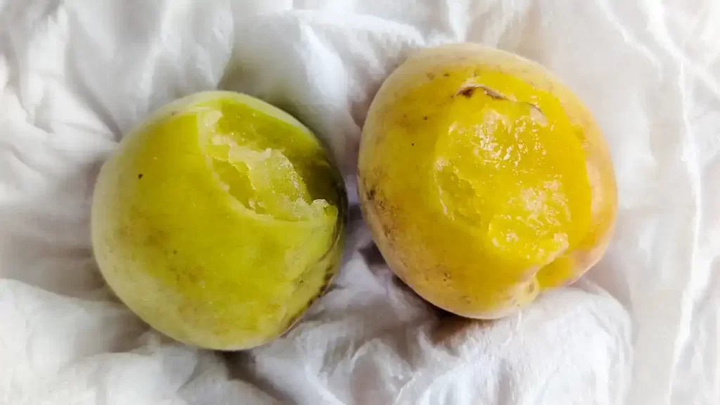 熟した梅と未熟な梅