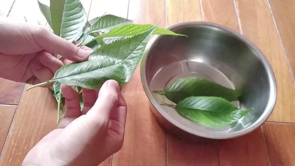 桜の葉の塩漬けづくり